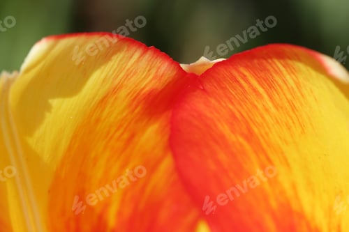 Preview: Tulip