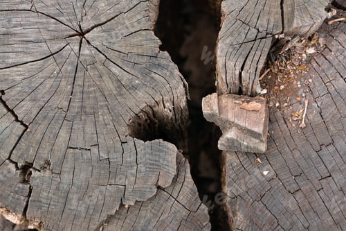 Preview: The concept of destruction and collapse. Deep crack in the cut of a tree