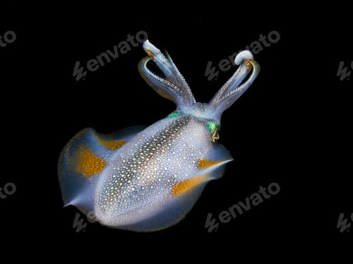 Preview: Beautiful squid at night