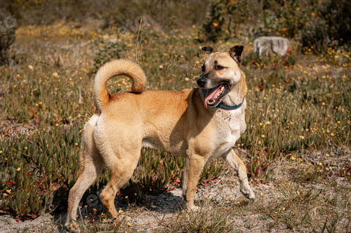 Preview: Tan dog with a curled tail walking in a field of wildflowers on a sunny day.