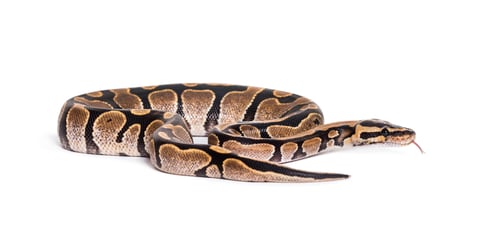 Preview: Python regius, against white background