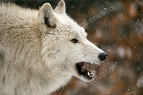 Preview: side view of wild wolf animal showing teeth in natural habitat in winter