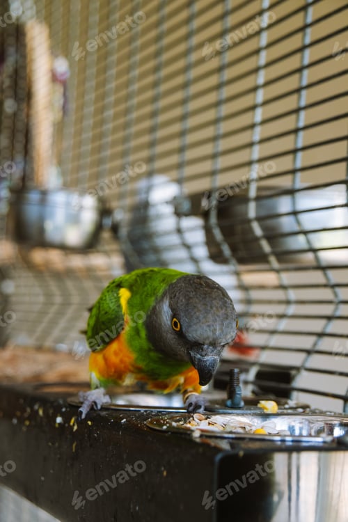 Senegal Parrot Eating Seeds in a Cage