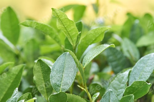 Preview: Close-up of fresh green leaves with dew drops in sunlight