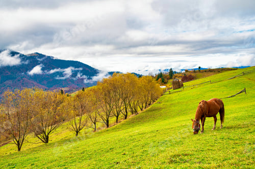 Preview: A handsome stallion walks in the field and eats juicy grass