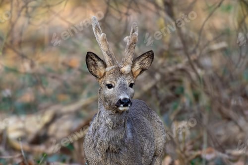 Preview: European roe deer standing in grass near bushes