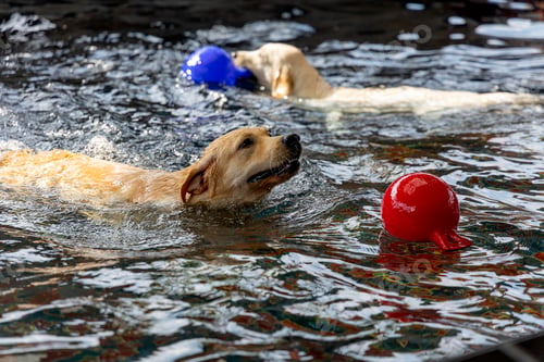Preview: Two Labrador dog snap red and blue ball in swimming pool during training and exercise indoor.
