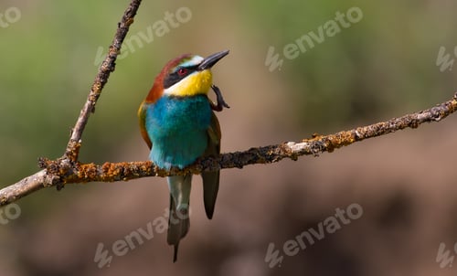 Preview: European bee-eater, merops apiaster. Bird combing feathers with its paw
