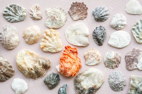 Preview: Seashells and corals set. Marine pattern.