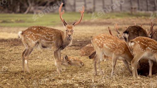 Preview: deer on the farm in autumn