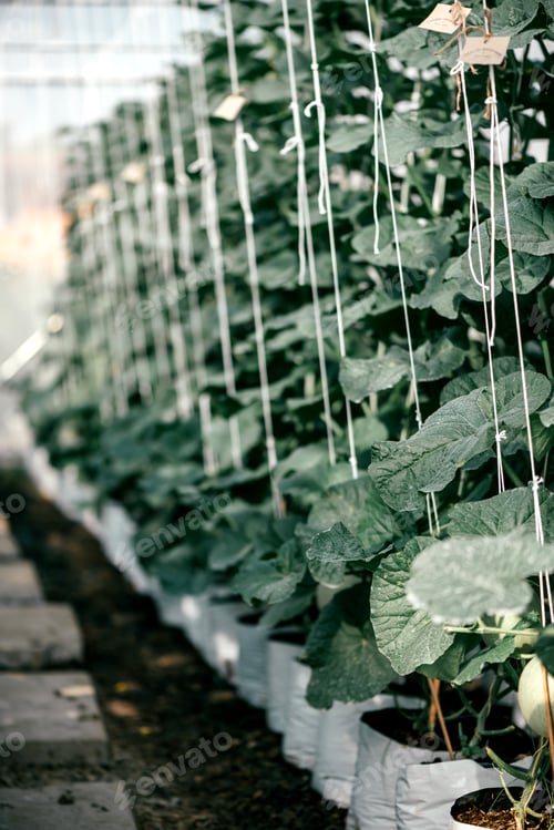 Preview: Agriculture is the natures most beautiful part.