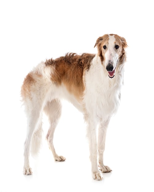 Preview: borzoi in studio