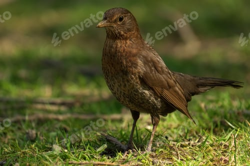Preview: Brlackbird perched atop lush green grass, standing on a nearby branch