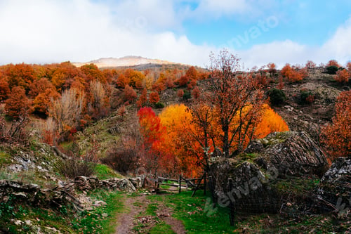 Preview: Winding path through a colorful beech forest in Montejo, Spain, during the autumn.