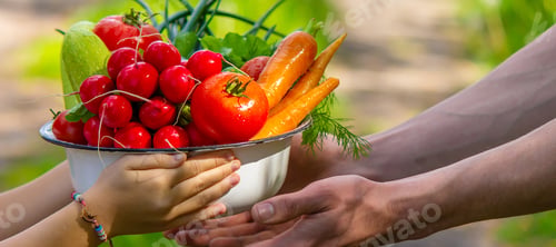 Preview: farmer in blue clothes holds ripe vegetables in his hands.