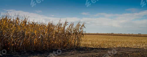 Preview: panoramic view of corn field dry plants, a sky with clouds. Dry corn field ready for harvest