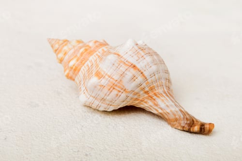 Preview: Beach seashells on colored background. Mock up with copy space