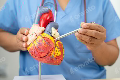 Preview: Cardiovascular disease CVD, Asian doctor holding human anatomy