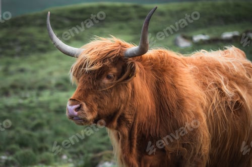 Preview: portrait of highland furry cow on the pasture. Rural life and farming concept. copy space banner