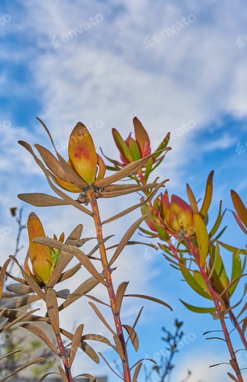 Preview: Flowers, plants and trees on mountain side in South Africa