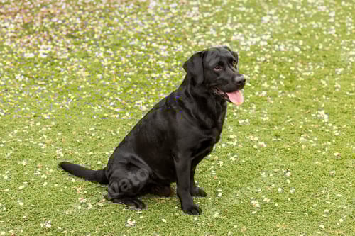 Preview: Happy beautiful black labrador with his tongue hanging out. green background