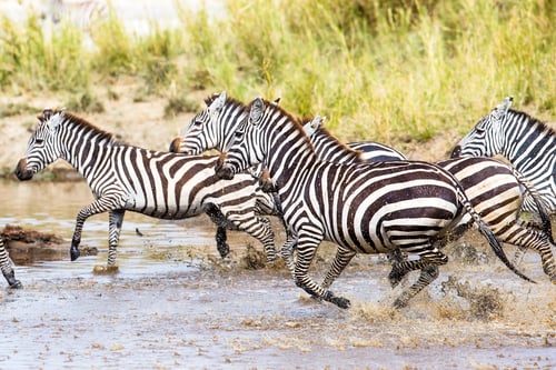 Preview: Scared zebras trots in the water