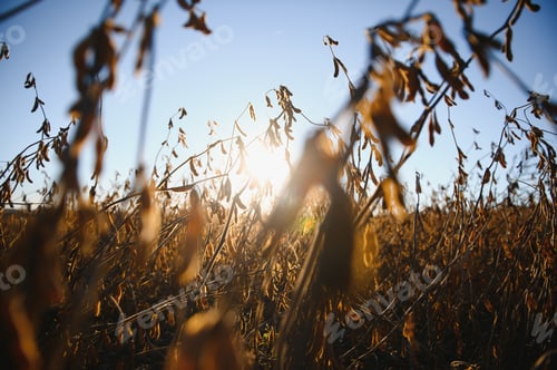 Preview: Ripe soybeans closeup, ready for harvest, shallow focus, agricultural background