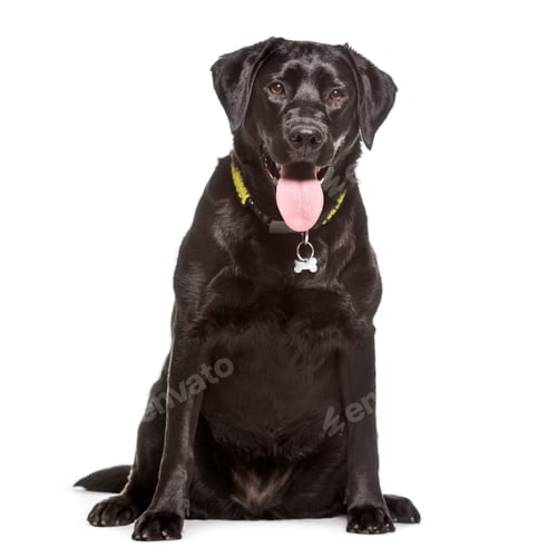 Preview: Panting Mixed-breed Dog sitting in front of white background