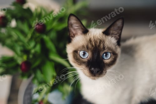 Preview: Siamese cat with spring flowers