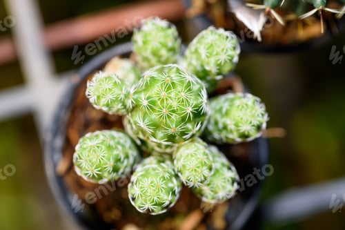 Preview: Closeup top green small cactus plant