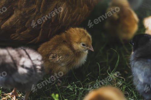 Preview: Little Chicken on a Green Grass on Organic Farm