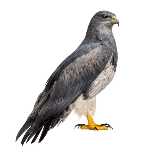 Preview: Chilean blue eagle - Geranoaetus melanoleucus (17 years old) in front of a white background