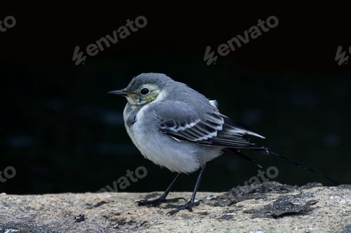 Preview: White wagtail (Motacilla alba)