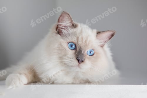 Preview: Cute pet ragdoll cat. Pet animal.
