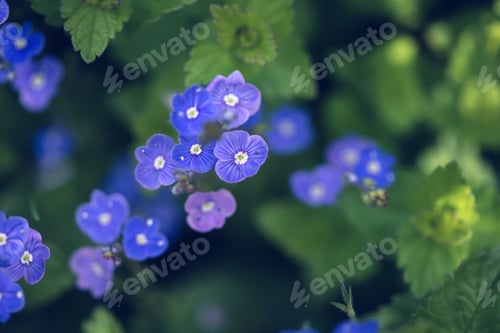 Preview: Many blue forget-me-nots, natural floral background, selective focus