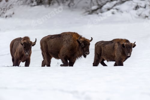 Preview: European bison (Bison bonasus) in natural habitat