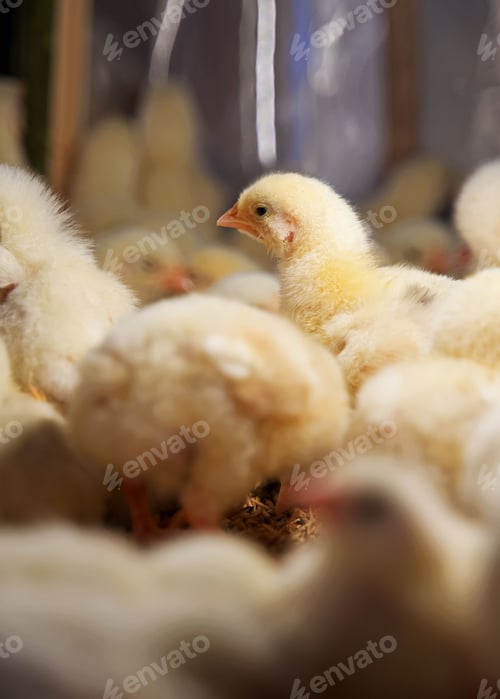 Preview: Closeup shot of a broiler chicks in the farm