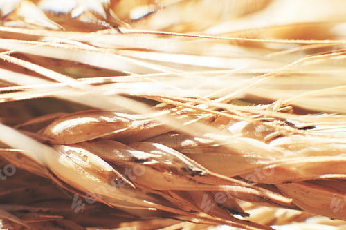 Preview: rye spike closeup. rye spike background. rye ears macro