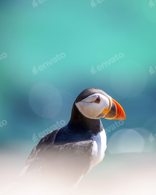 Preview: Closeup shot of an Atlantic puffin with a bokeh background