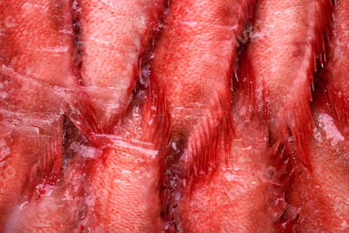 Preview: Beaked redfish or Sebastes mentella frozen in a row and seen up close.