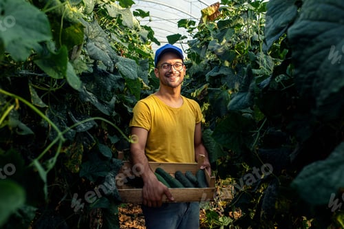 Preview: Farmer standing in cucumber greenhouse holding basket and looking at camera.