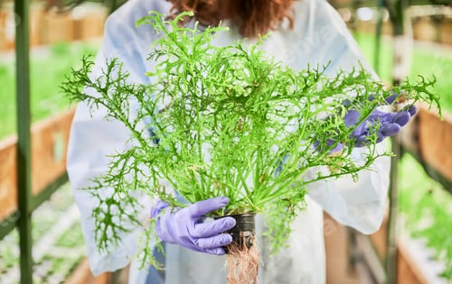 Preview: Female gardener hands holding mizuna green plant.