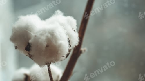 Preview: Cotton plant flower