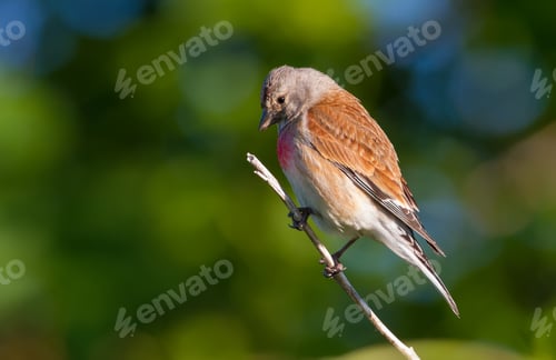 Preview: Common linnet, Linaria cannabina. the male sits on a branch