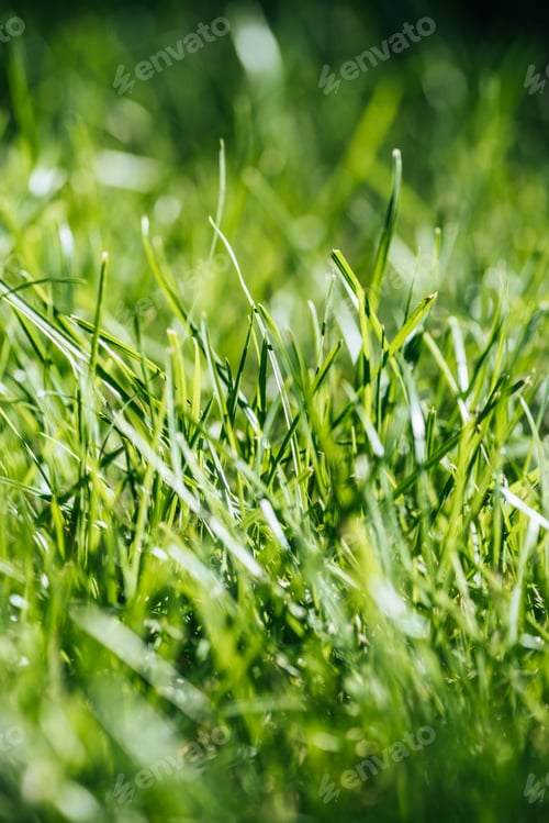 Preview: close-up view of fresh green grass, selective focus