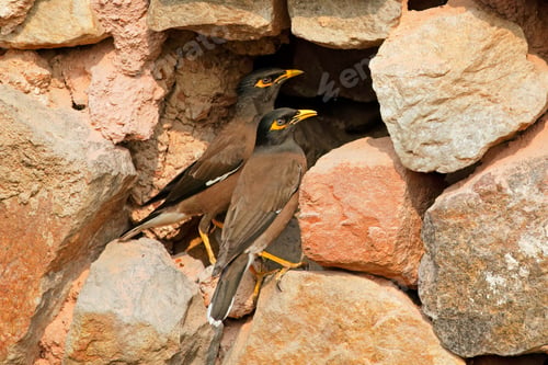 Preview: Common or Indian mynas at their nest