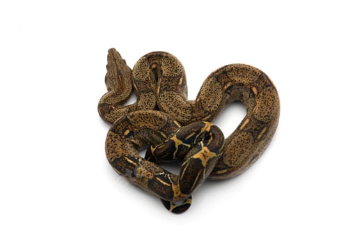 Preview: Red Tail Boa isolated on white background