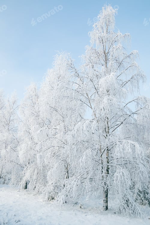 Preview: Winter fairytale with tall evergreen snow-capped trees in the forest of Curonian Spit, Lithuania