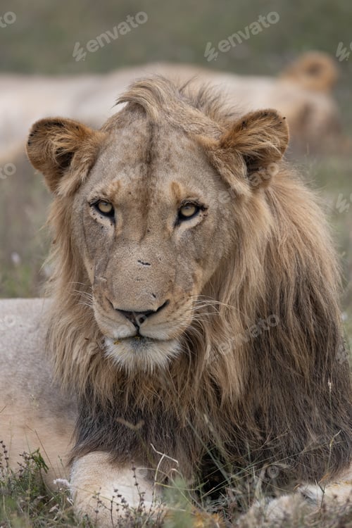 Preview: Lion, Panthera leo, close-up of a young male.