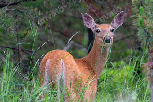 Preview: Mule deer doe in natural habitat